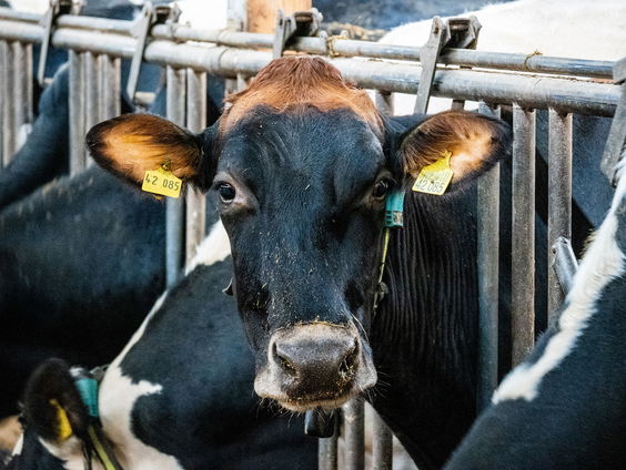 Melkveehouder Monique: "De wanhoop zit héél diep!"