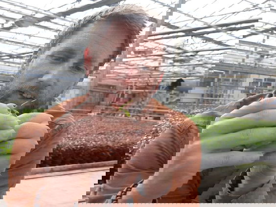 Hollandse theeboer wil dat we overstappen op thee uit eigen land