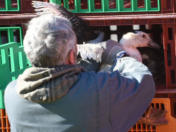Vogelgriep slaat toe; boeren houden hun hart vast