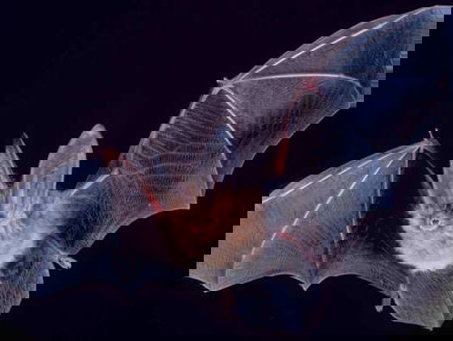 In iedere tuin kan een vleermuis geteld worden