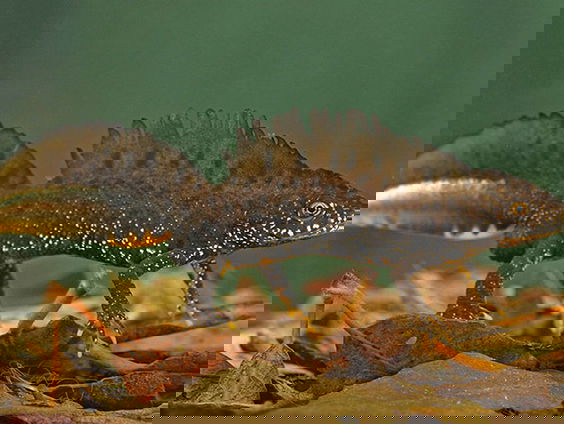 Schimmel bedreigt nu ook kamsalamander