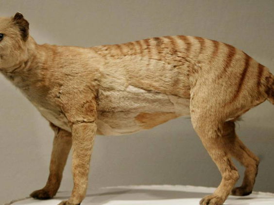 Hoe maak je een Tasmaanse tijger?
