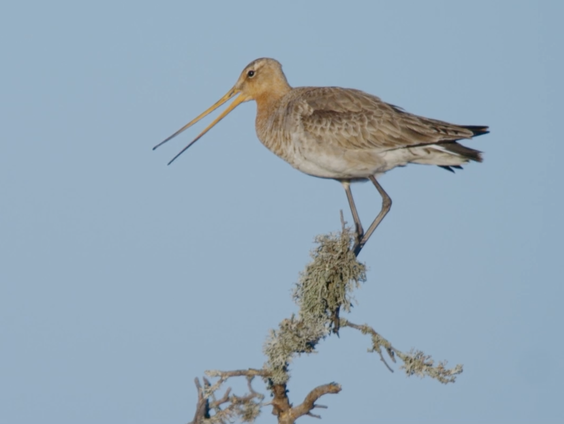 Ruben Smit laat zijn nieuwe documentaire Grutto! in de Tweede Kamer zien