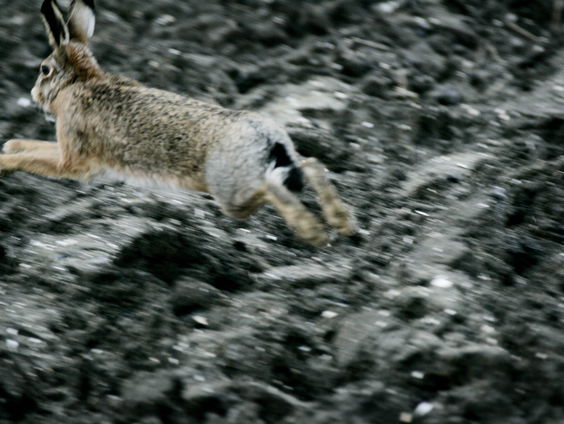 Spreekwoorden ontrafelen: hoe een koe een haas vangt