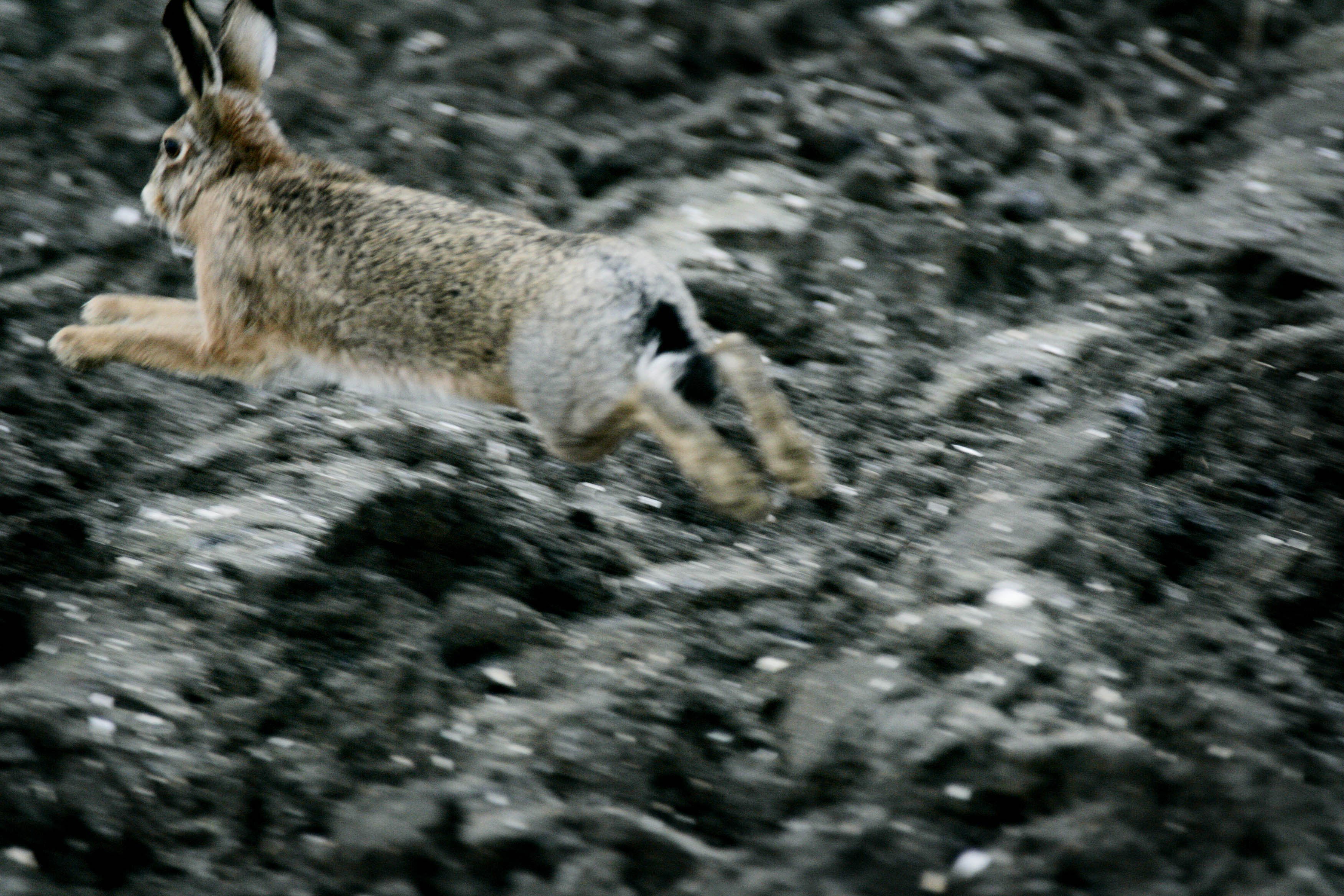 Spreekwoorden ontrafelen: hoe een koe een haas vangt | NPO Radio 1