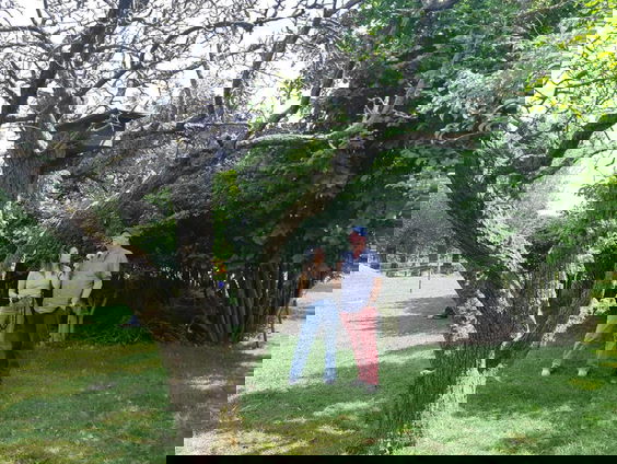 Mai Verbij kijkt in de nestkast van de steenuil in Kwadendamme