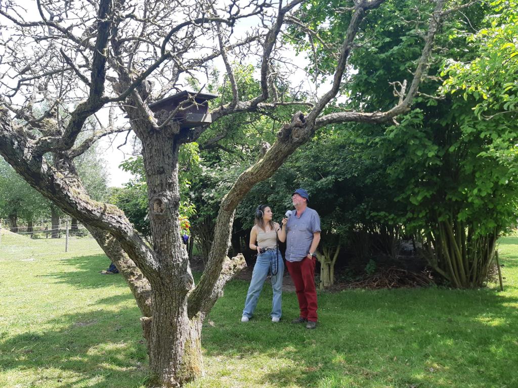 Mai Verbij kijkt in de nestkast van de steenuil in Kwadendamme