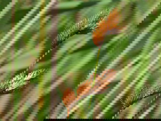 Floristische Verstekelingen: het leger als plantenverspreider