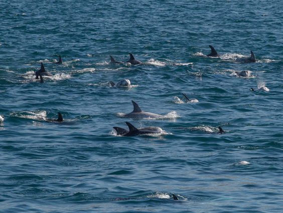 Is dolfijnklimmen dierenmishandeling of onschuldige stommiteit?