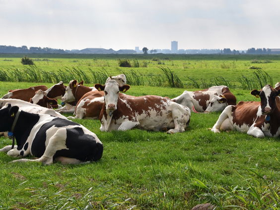 Kan de kritische depositiewaarde wel geschrapt worden?