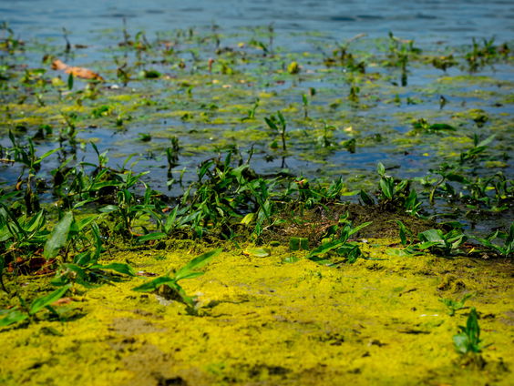 Dierenarts Peter Klaver over het gevaar van warm water voor dieren