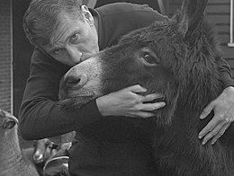 Reve en het Ezelproces