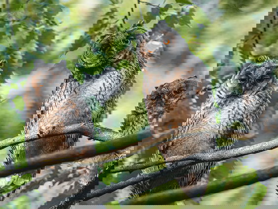 Kruip eens in de huid van een uil