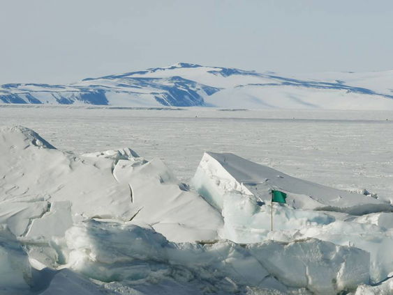 'Op Antarctica leeft veel meer dan alleen pinguins en zeedieren'