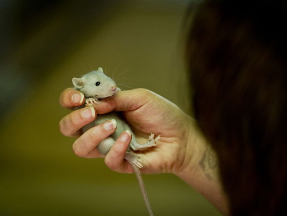 Moeten we ons klaarmaken voor ongedierteplaag?