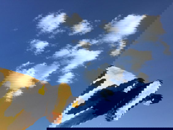 'Boeren willen duidelijkheid en consistentie van beleid'