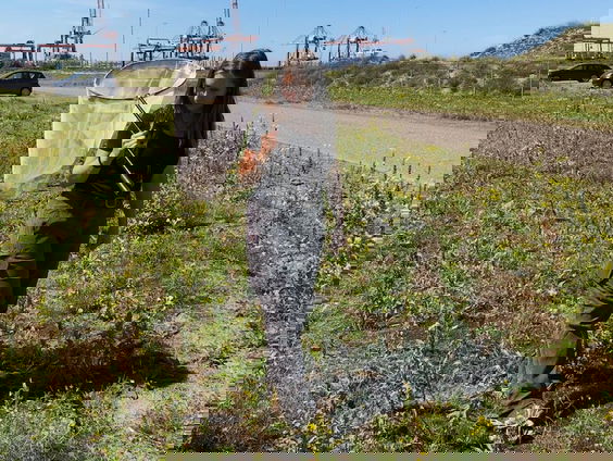 Tel de bijen in tuin of op balkon