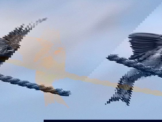 Fenolijn 17 april 2022