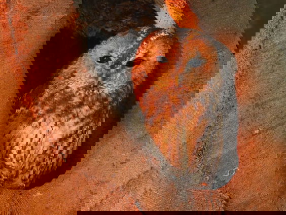 Fenolijn 16 januari 2022