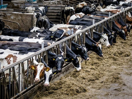 Stand.nl: Het kabinet moet in één keer de meest vervuilende boeren uitkopen