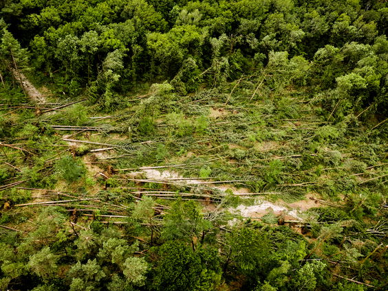 Boswachter Arjan Postma over de storm en het effect op het bos