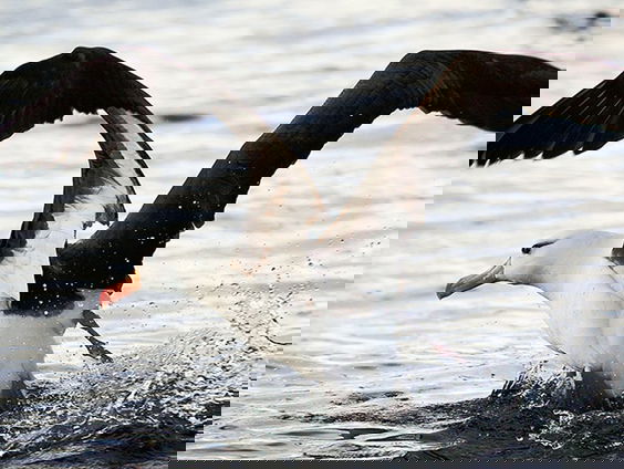 De kleur van vogels heeft een scala aan functies