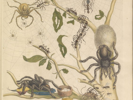 'Anangsieh Tories: verhalen van de spin uit Suriname'