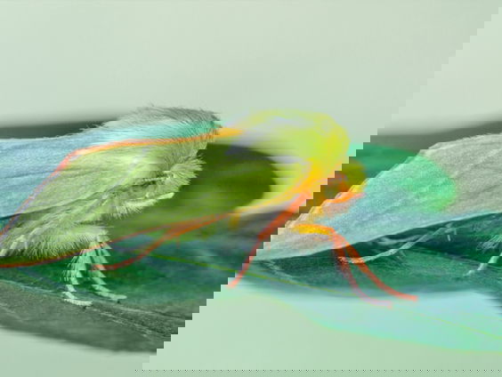 Akoestische camouflage van de nachtvlinder