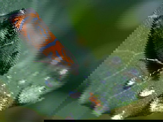 Gek van prachtige 'micronachtvlindertjes'