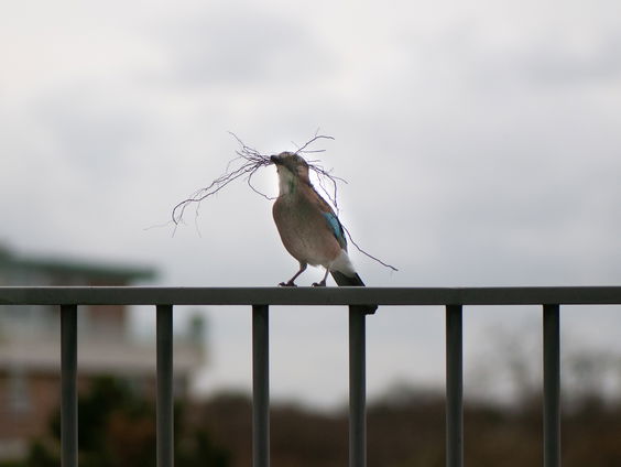 Bijzondere dierennamen, zoals Hitlerkever, niet makkelijk te veranderen