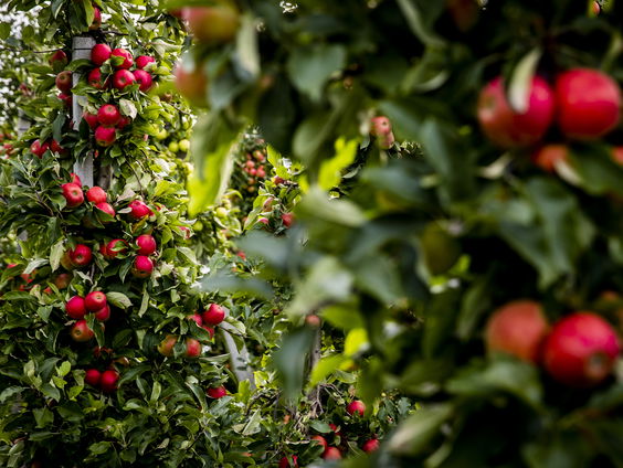 Bedreigde appelsoorten verzamelen