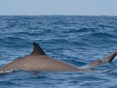 Zaan Olivier over de Museon-omniversum film 'Call of the Dolphins'