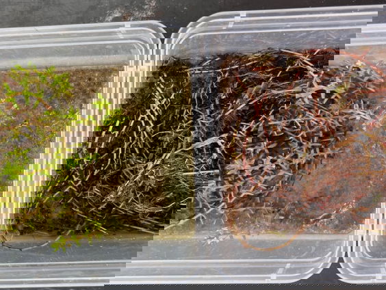 Inheemse gamma-uil eet exotische watercrassula