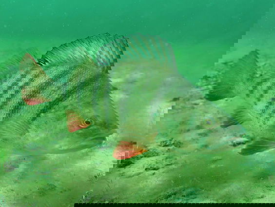 Ook een vis kan zingen