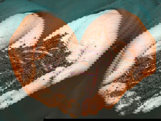 De wormentelling begint dit weekend