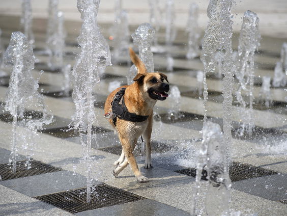 Wat kun je doen voor je huisdier bij extreme warmte? Huisarts Peter Klaver weet het antwoord