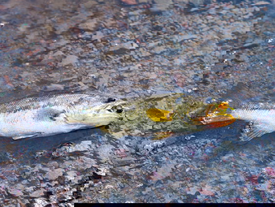 Hengelsportfederatie organiseert reddingsacties om vissen te redden