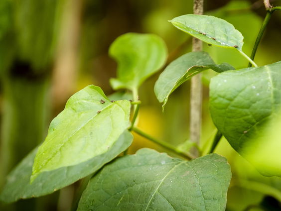 Hoe bestrijd je de Japanse duizendknoop?