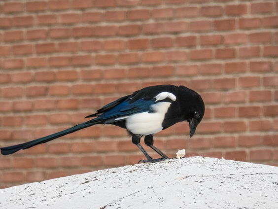Vogels hebben het zwaar