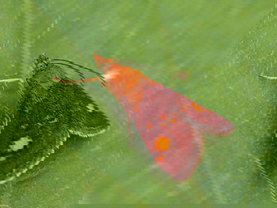 Fenolijn 31 juli 2022