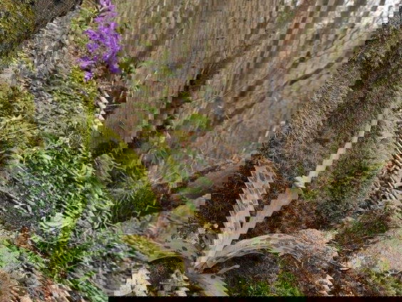 Wilde orchideeën zijn populair