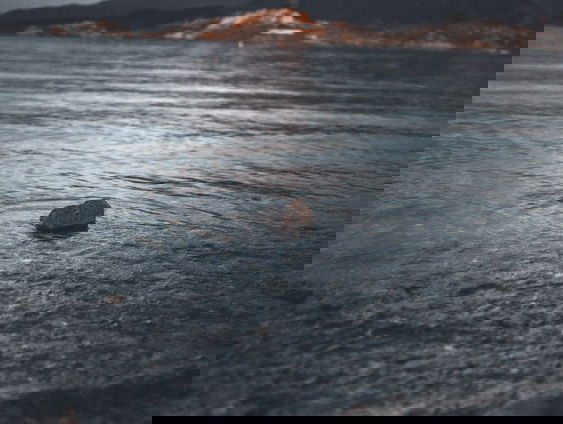 Lijken in een droogvallend stuwmeer bij Las Vegas: zijn dit Amerikaanse maffiapraktijken?