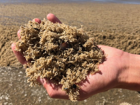 Mosdiertjes overspoelen Katwijk
