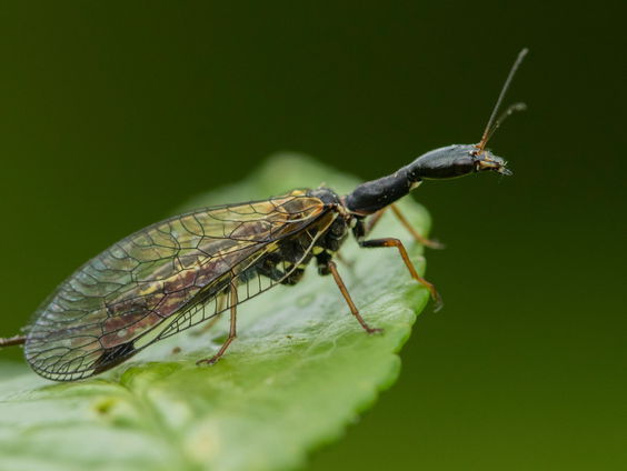 De ene kameelhalsvlieg is de andere niet