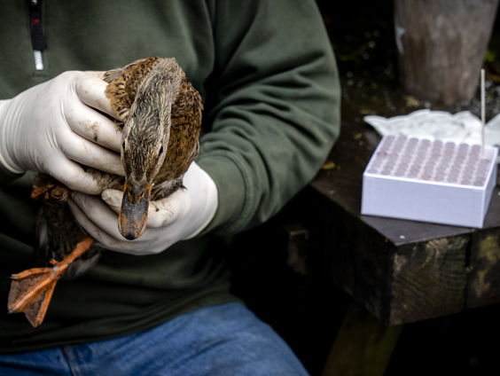 Vogelgriep nu constant in Nederland