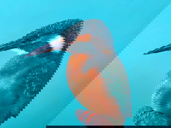 Taxidermist Christel brengt vogels weer "tot leven"