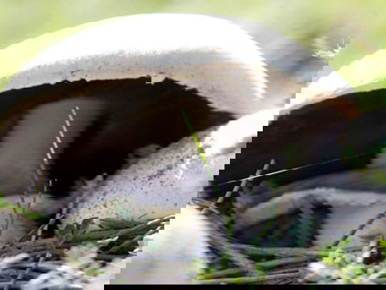 Fenolijn 25 september 2022