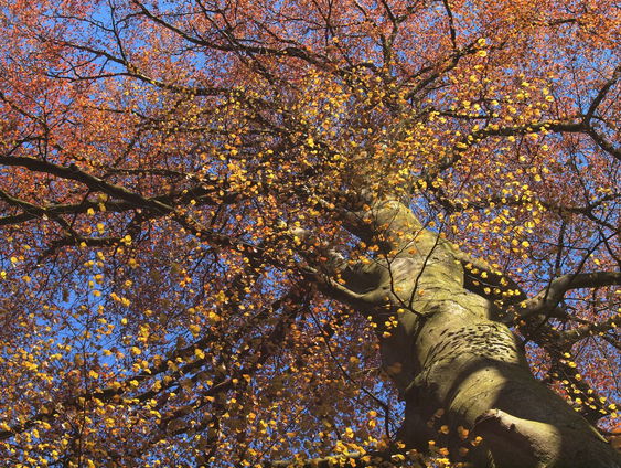 Uit elk raam zie je een boom in Frederiksberg