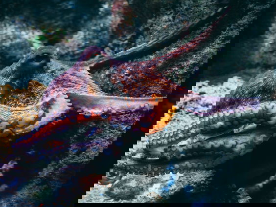 Octopussen ouder dan dinosaurussen