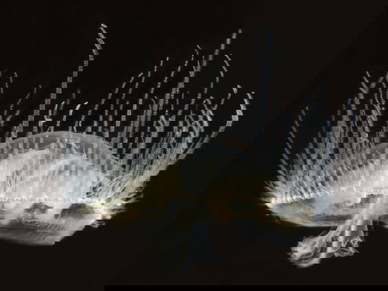 De zoetwaterkwal, een blijvertje